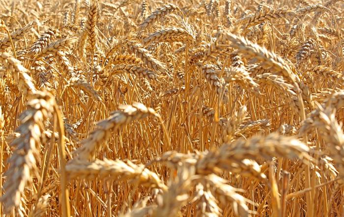 картинка пшеницы и ржи